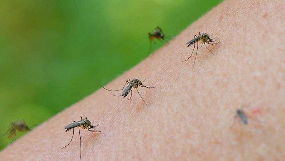 Por qué hay tantos mosquitos en los últimos días