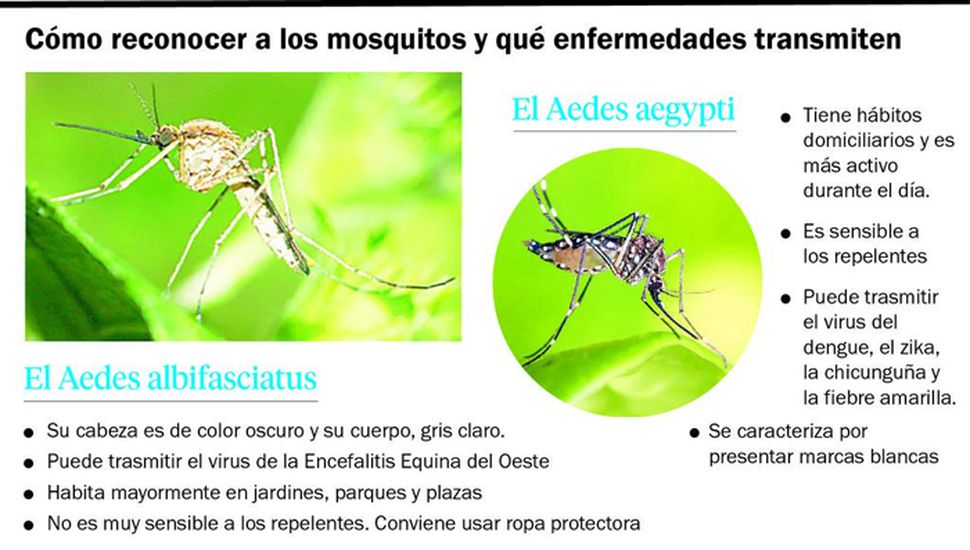 ¿Qué diferencia existe entre una picadura del mosquito del dengue con la de la encefalitis equina?