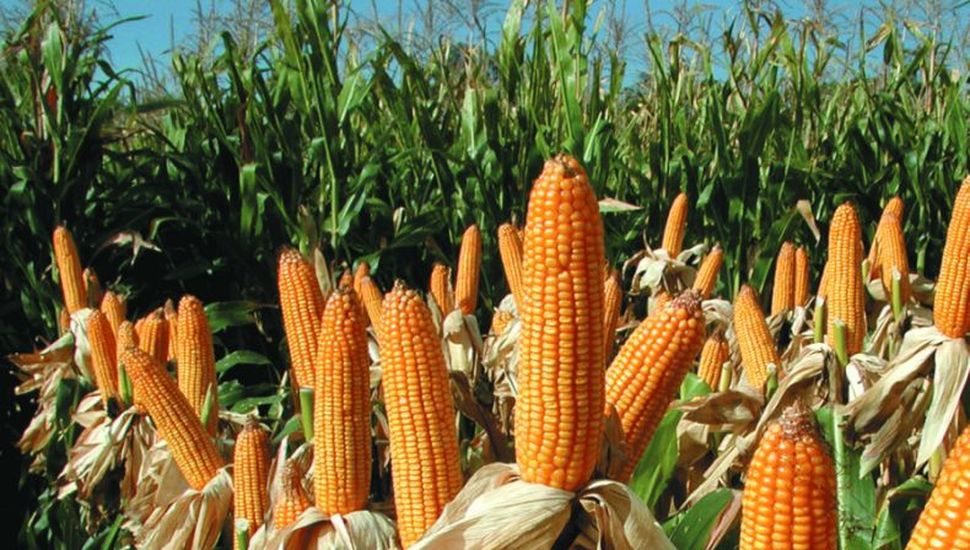 Cuáles son las estrategias de Bayer para un maíz rentable y sostenible
