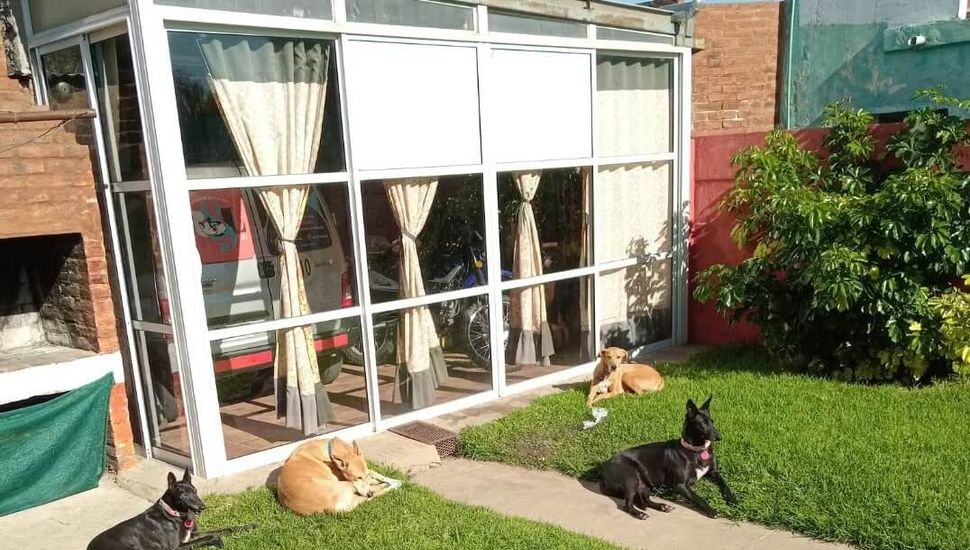 Cada vez son más los pergaminenses que dejan a sus mascotas en guarderías durante las vacaciones