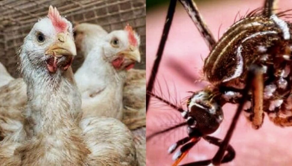 Gripe aviar y Chikungunya: cuáles son los recaudos a tomar