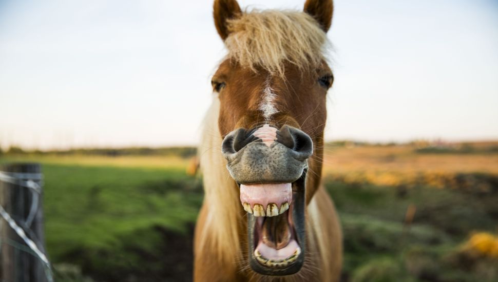 Afirman que los caballos pueden pensar de forma estratégica