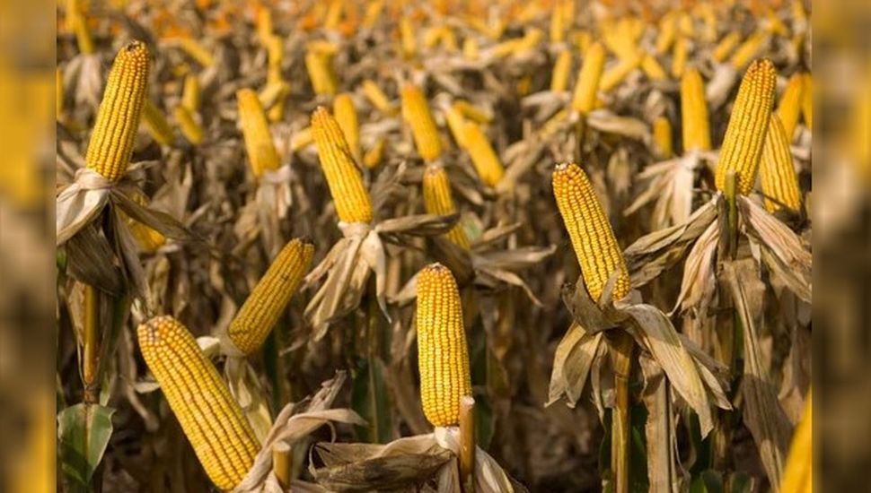 La siembra de maíz fue récord pero una plaga limitó la cosecha