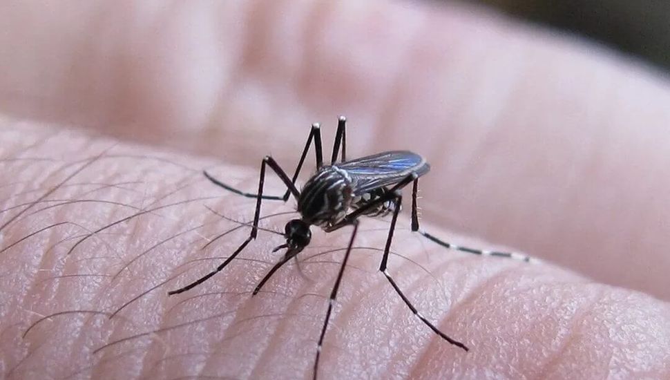 Los contagios de dengue comenzaron a bajar