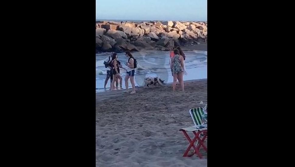 Sacó a pasear con correa a su chancho por la playa en Mar del Plata