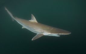 Cocaína en tiburones: sorprendente hallazgo en Brasil