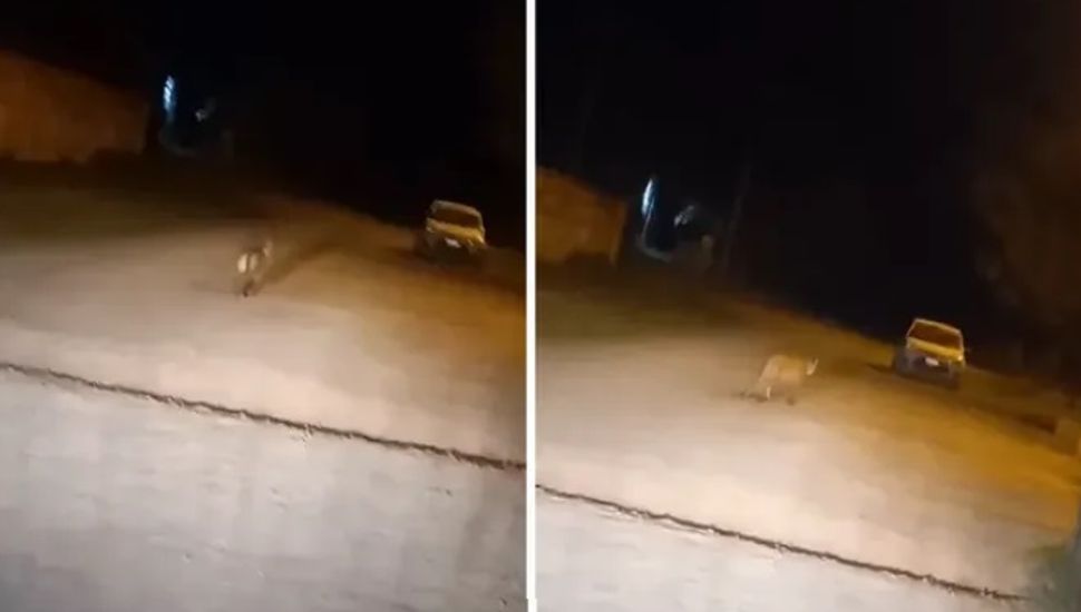 Un puma suelto en Chivilcoy alerta a los vecinos