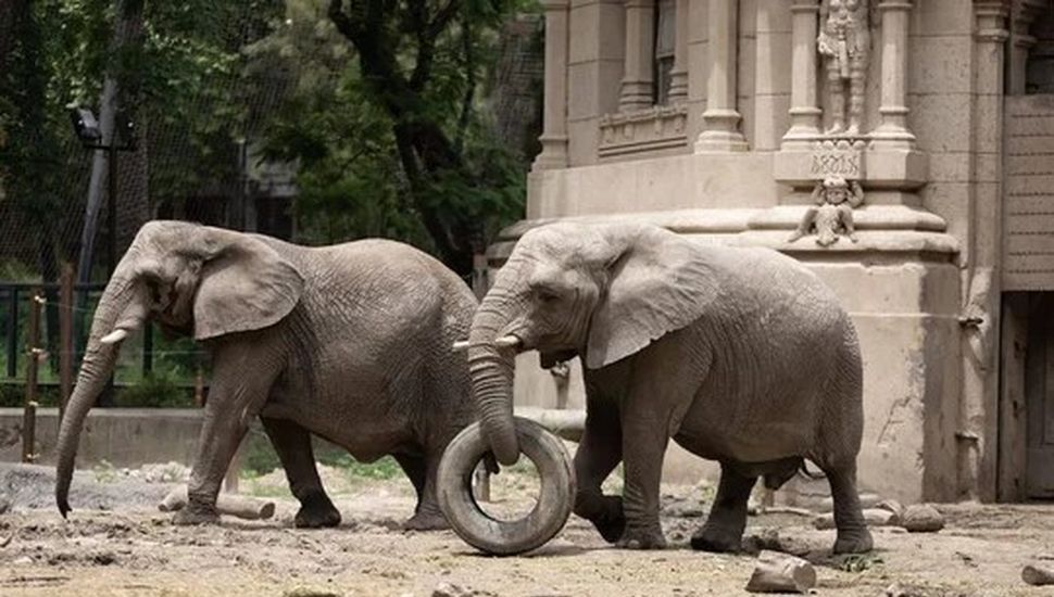 Murió Kuki, unas de las elefantas africanas del ex zoológico porteño