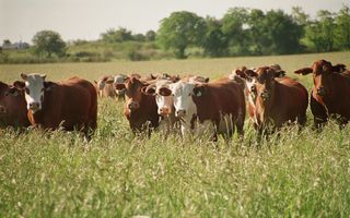 La ganadería vuelve a ser negocio en Pergamino y la región