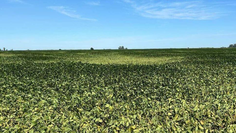 Casi medio millón de hectáreas de soja de primera en condiciones regulares en la región núcleo