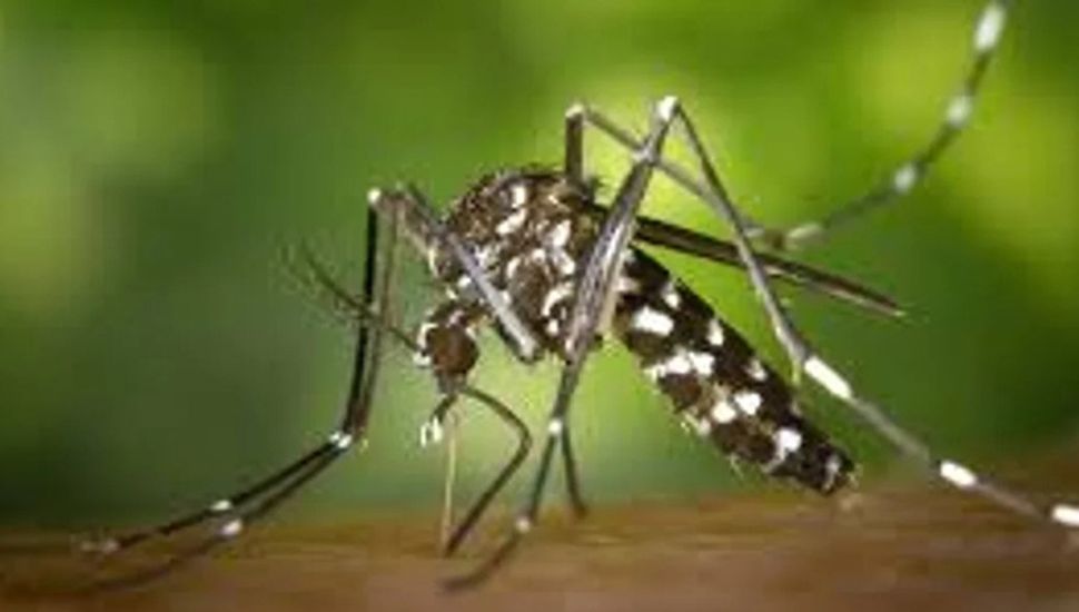 Brasil: producen mosquitos modificados para combatir el dengue