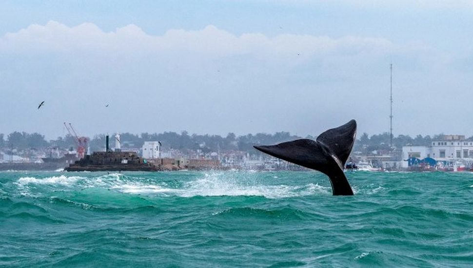 Comienza la temporada de ballenas en Mar del Plata: los mejores lugares para avistarlas