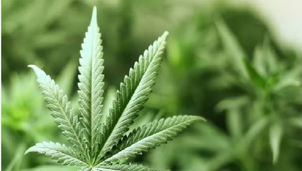El Ejecutivo reglamentó la ley de Cannabis Medicinal