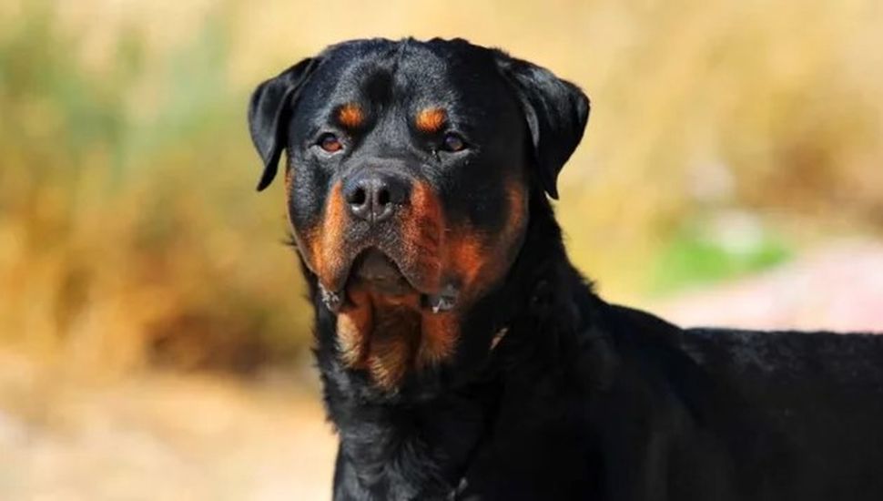 Una niña de 3 años fue atacada por un perro rottweiler y está hospitalizada