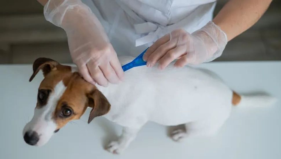 Las guardias veterinarias tuvieron una gran aceptación en su primer semana de funcionamiento