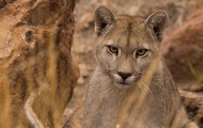 Alarma en  Rojas y la Región por la reiterada presencia de pumas