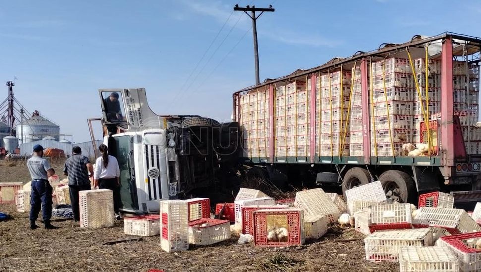 Volcó un camión que transportaba pollos en Salto y fue saqueado por vecinos