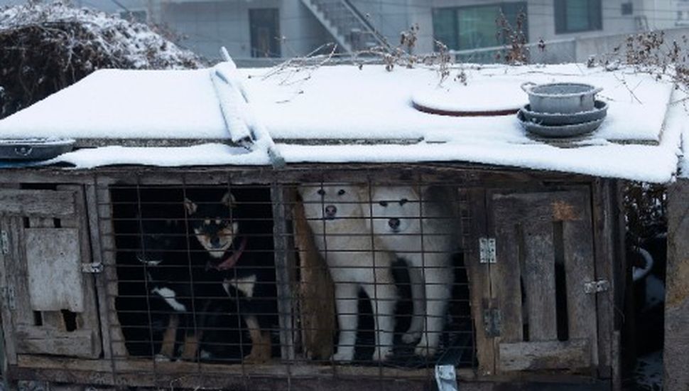 Corea del Sur prohíbe el consumo de carne de perro