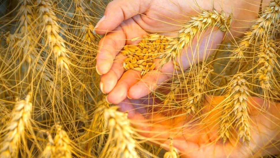 La siembra de trigo cierra con una caída interanual del 23% en la región núcleo