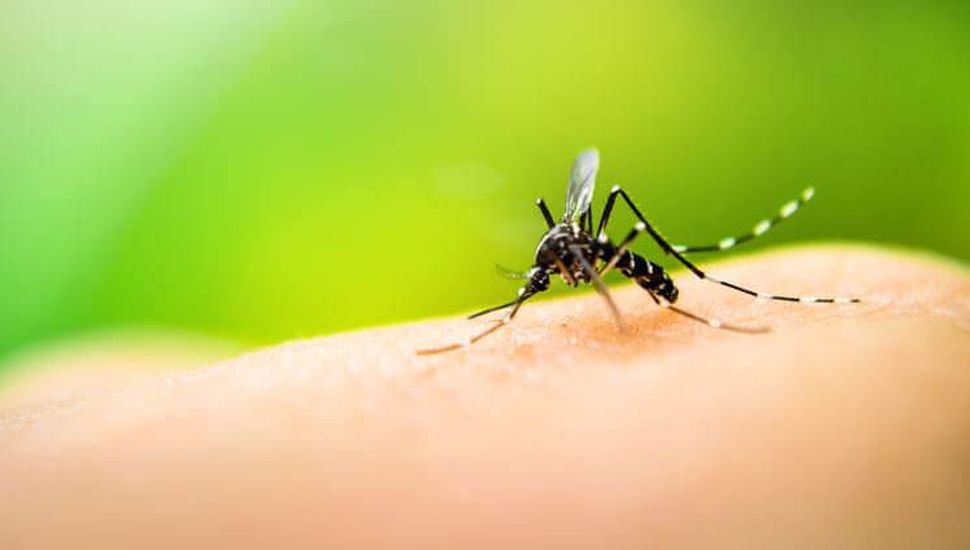 Dengue: más de 7.800 casos positivos