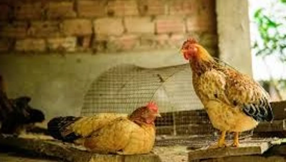 Se detectó un caso de gripe aviar en la Provincia