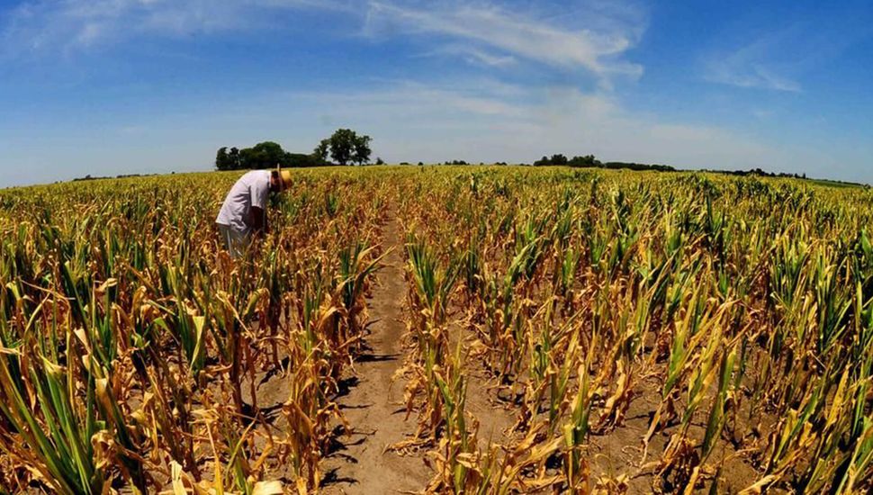 El maíz temprano deja pérdidas millonarias