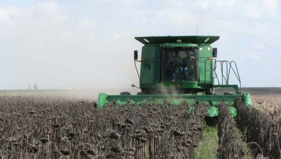 Aspectos generales para el manejo del girasol en la zona núcleo