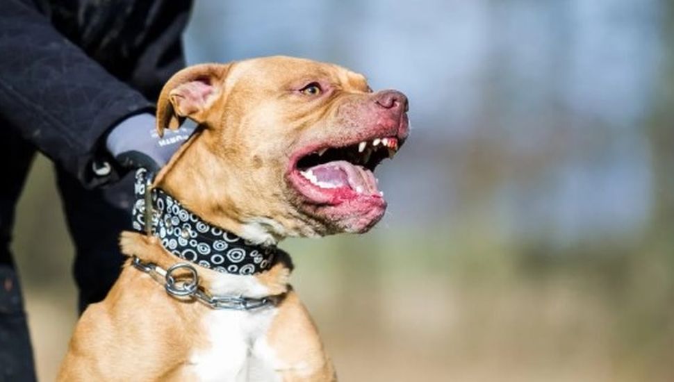 Una nena de 9 años lucha por su vida tras ser atacada por un pitbull en Córdoba