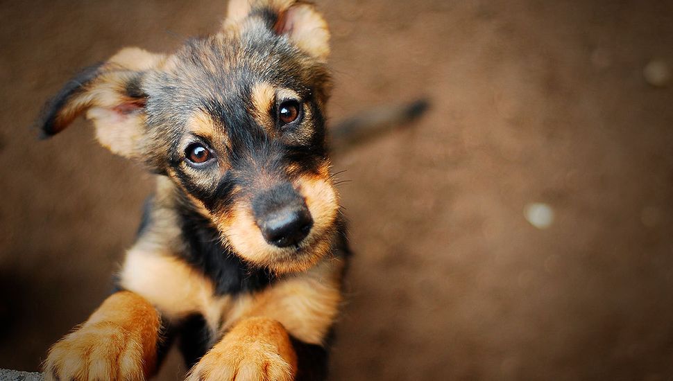 Fueron vacunadas 1300 mascotas de Pergamino