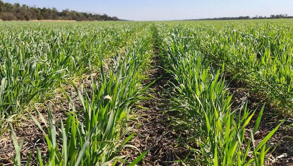 Brasil aprobó el trigo HB4 para cultivo, producción y comercialización