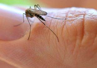 Entre la sorpresa y la alerta: Pergamino es invadido por mosquitos y típulas