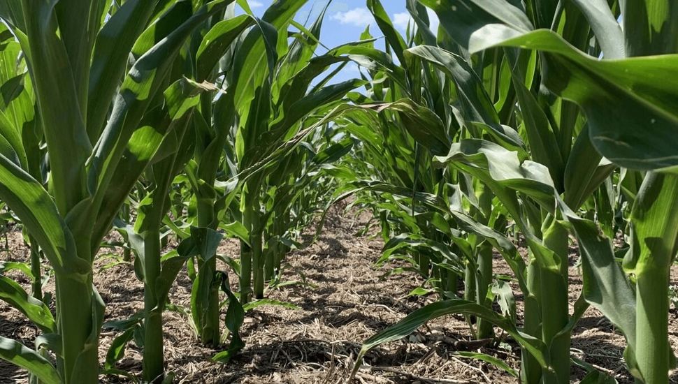 Maíz tardío: consideraciones para su manejo