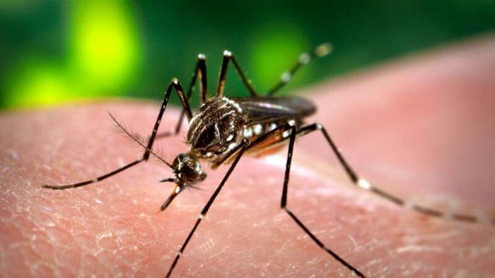 Los mosquitos representan un problema de salud de todos