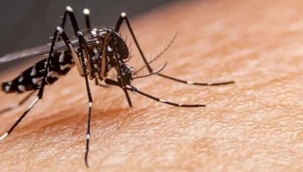 Dengue: se registran más de 180.000 casos en todo el país