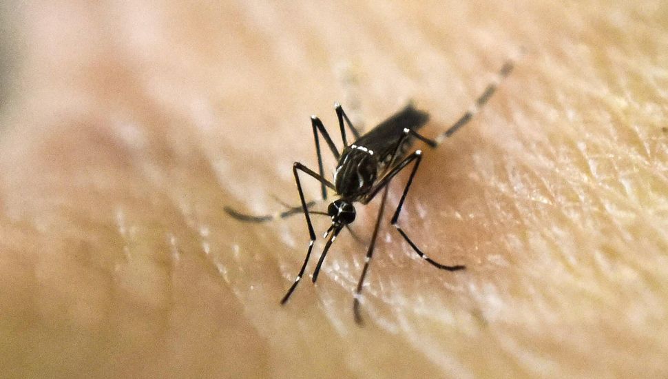 Aumentaron un 60,5% los casos de Dengue en el país