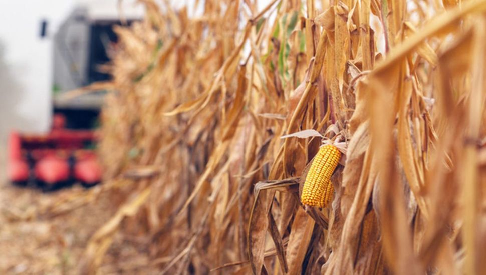 El maíz quiere ser récord: “Hace años no se veían en estas condiciones”