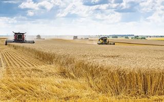 Culmina una campaña de trigo con muy buenos rindes en la región