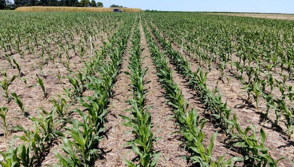 La siembra de maíz presenta un avance del 35% en la región núcleo