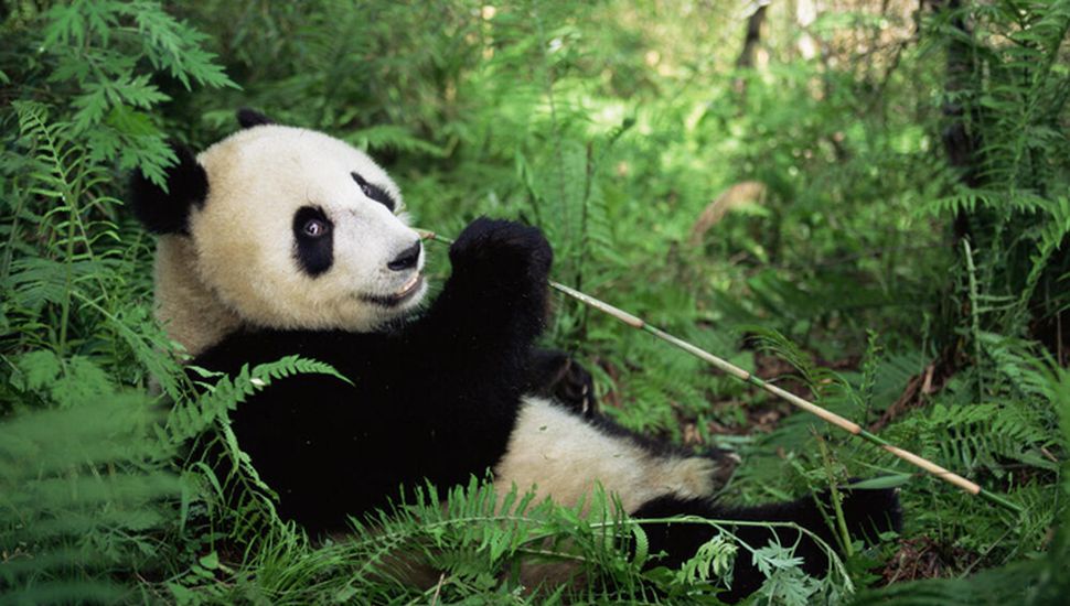 Los osos pandas gigantes cautivos duplicaron su número en una década