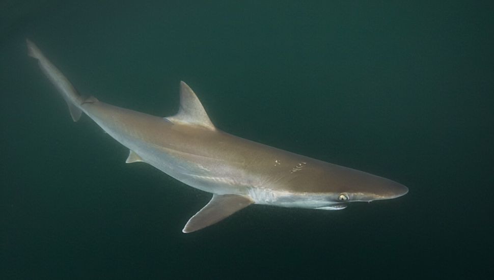 Cocaína en tiburones: sorprendente hallazgo en Brasil