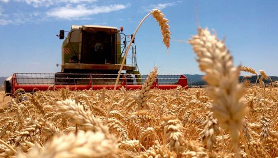 La región núcleo producirá un 35% menos de trigo de lo que se esperaba