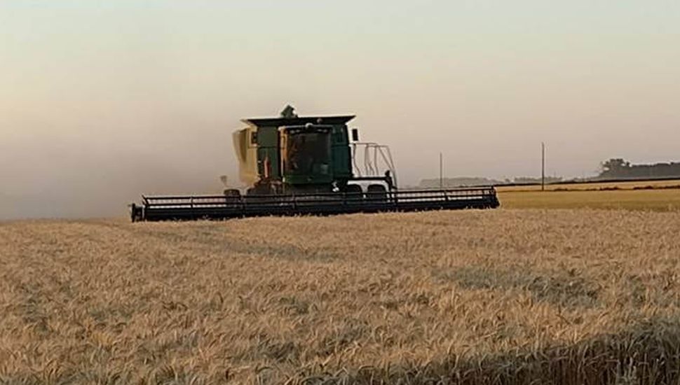 Avanza la cosecha de trigo en Pergamino y la zona