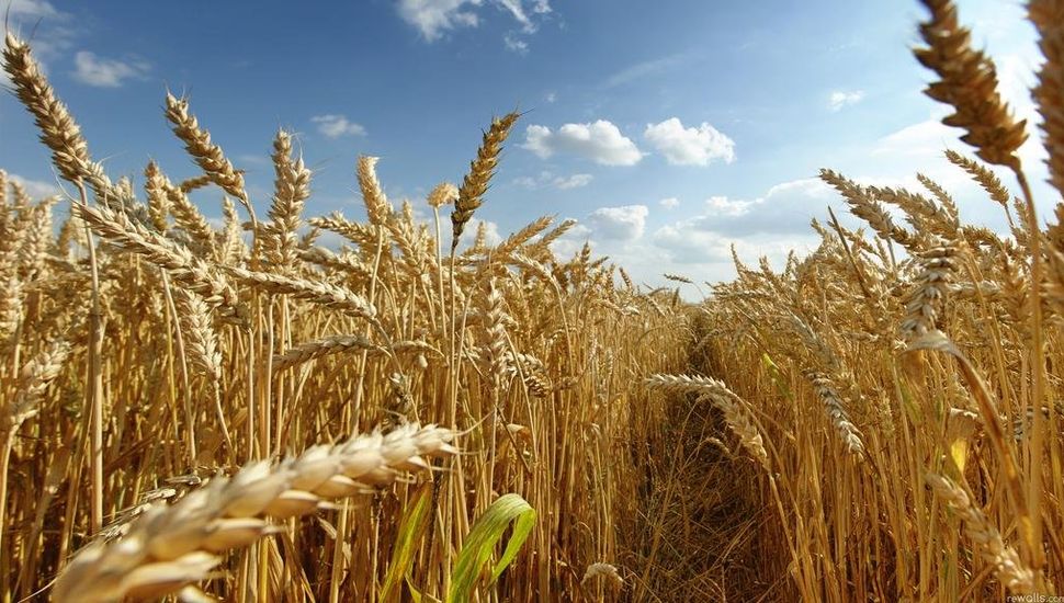 El campo se prepara para una de las mejores cosechas de trigo