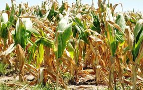 Campaña gruesa: estado de situación de cultivos en la región