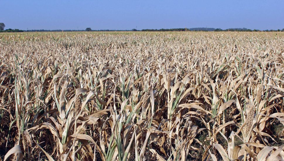 Las pérdidas en el trigo por la falta de agua podrían ser récord