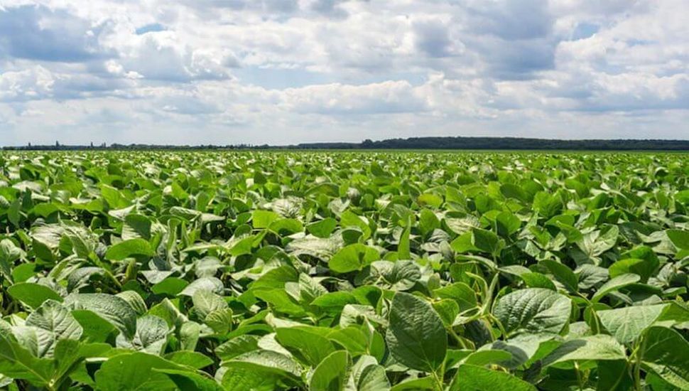 La biotecnología como complemento al manejo de malezas en soja