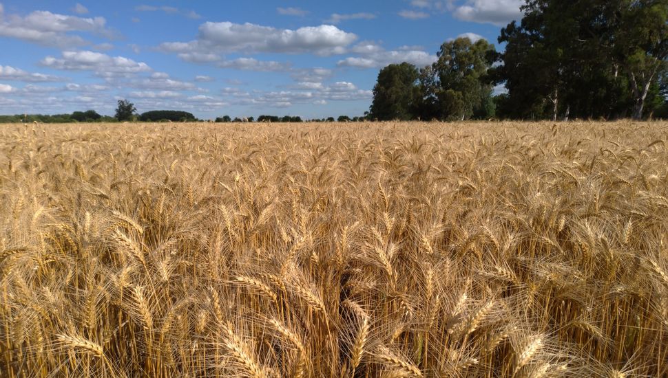 La región núcleo apuesta fuerte por el trigo