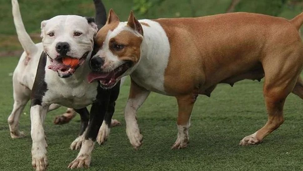 Una jauría de pitbulls atacó a dos hermanos en Neuquén