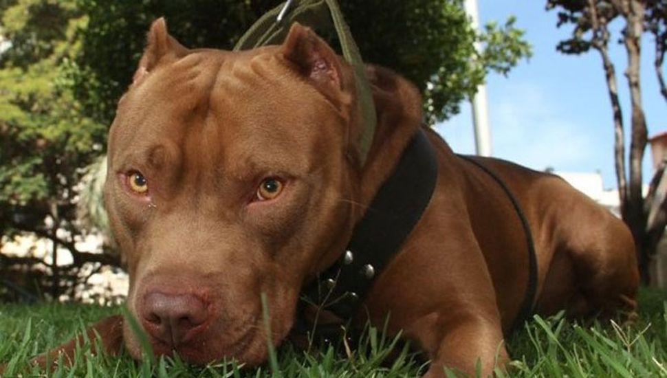 Un pitbull mató a un nene de dos años