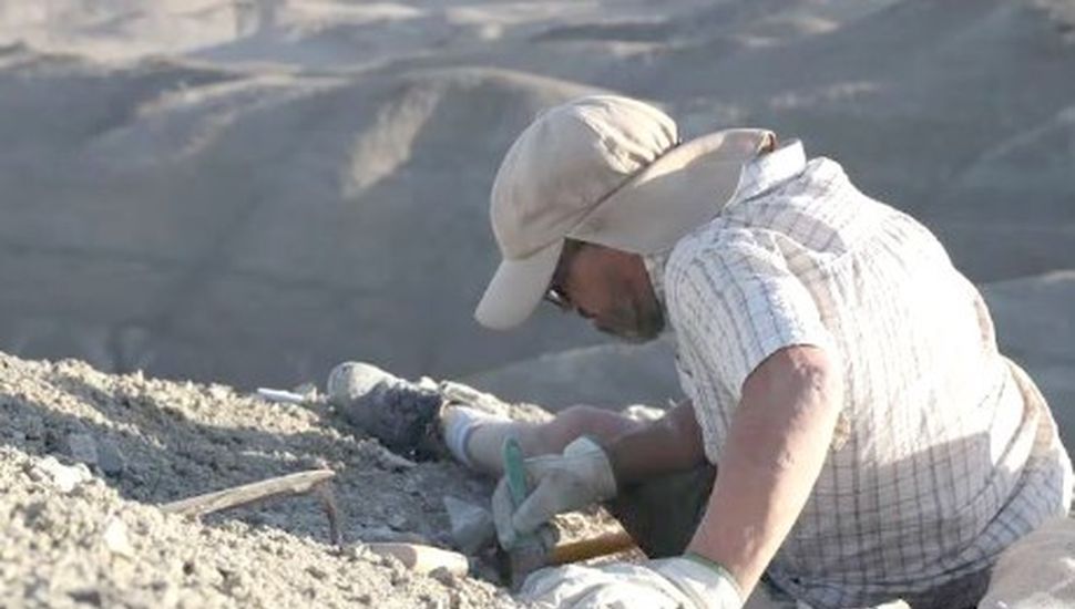 Descubrieron una nueva especie de dinosaurio carnívoro en Chubut